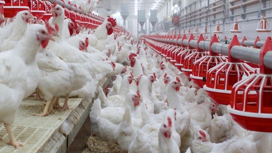 Agricultural Development Bank of Ghana boosts the poultry industry with US$86.5m financing