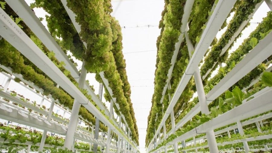 Indoor farming startup Bowery Farming raises US$50m in funding