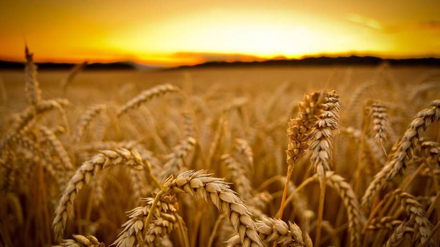 Wheat production in France projected to decline by 25% leading to reduced exports in 2020