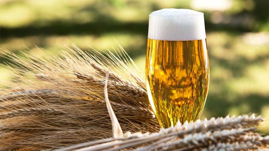 IFC invests US$55.9M in Habesha Breweries, boosting Ethiopia’s barley industry