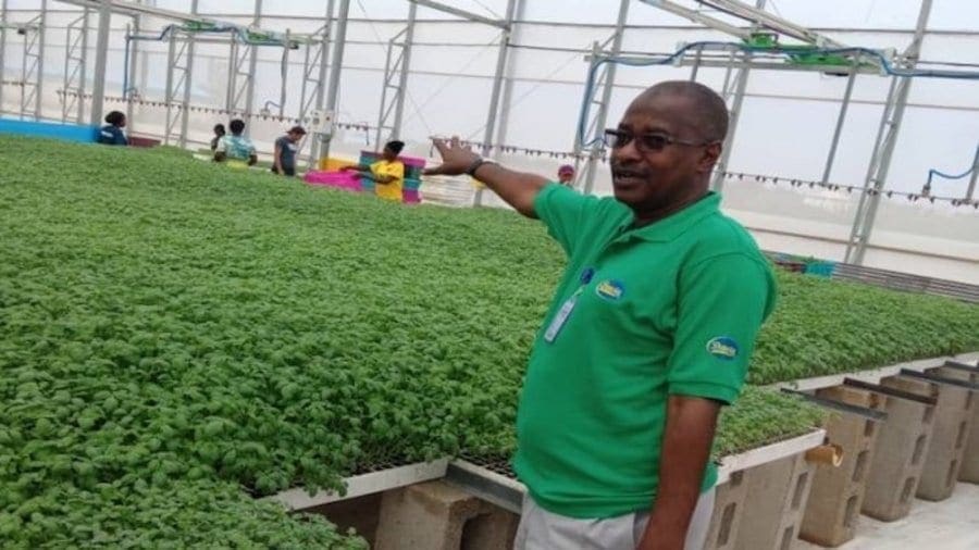 Dangote Farms invests US$7.6m to boost tomato production in Nigeria
