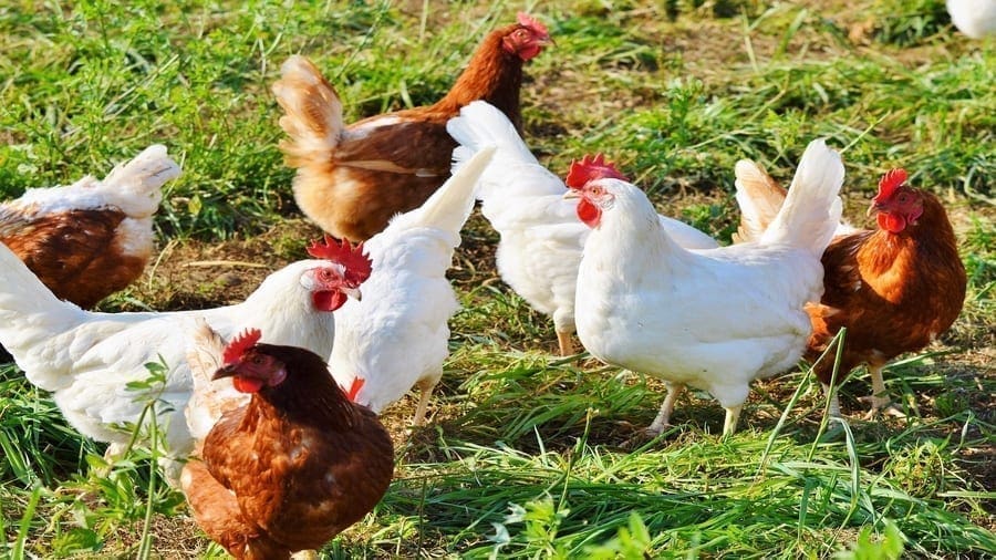 Liberia invests US$26 million in construction of agro-industrial poultry complex