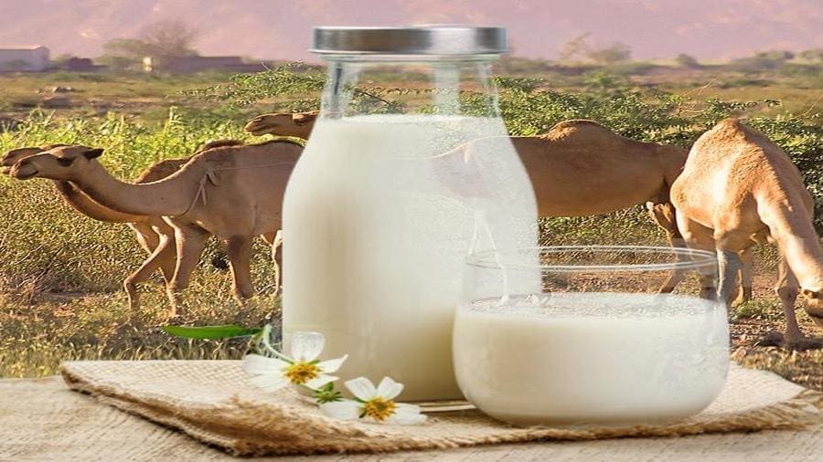 Kenyan state-owned dairy processor expands into goat and camel milk production