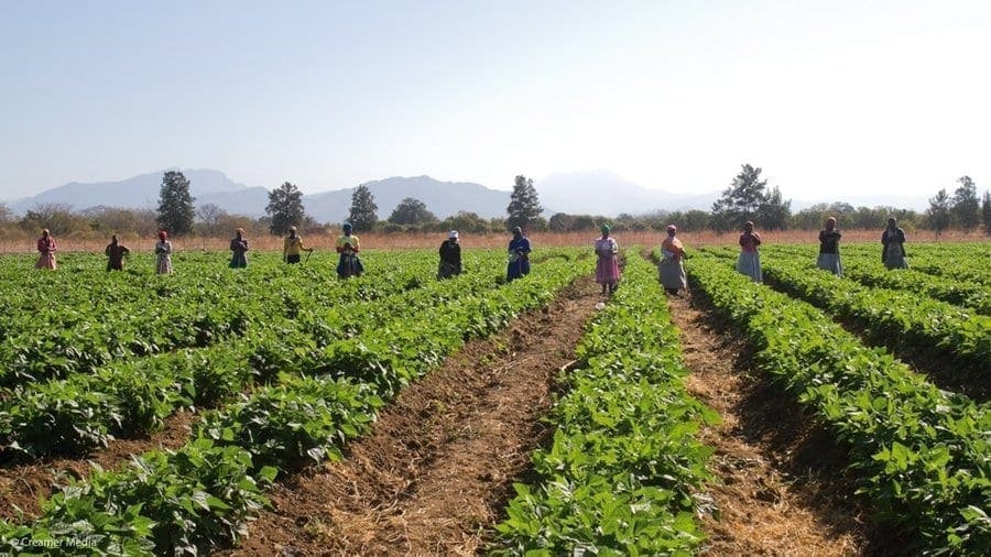 South African government avails US$65.4m grant for small scale farmers