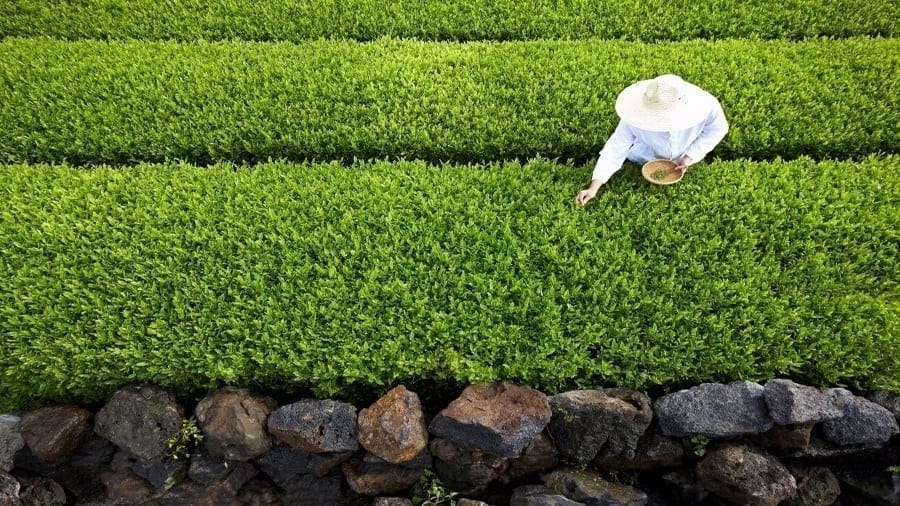 Kenya Tea Development Agency raises concerns on proposed industry policy reforms