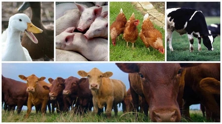 Nigeria’s livestock industry projected to be worth US$128.8bn over the next decade
