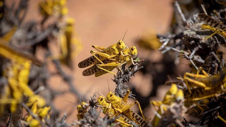 Locust Invasion Update: FAO keeps up with the fight against desert locusts