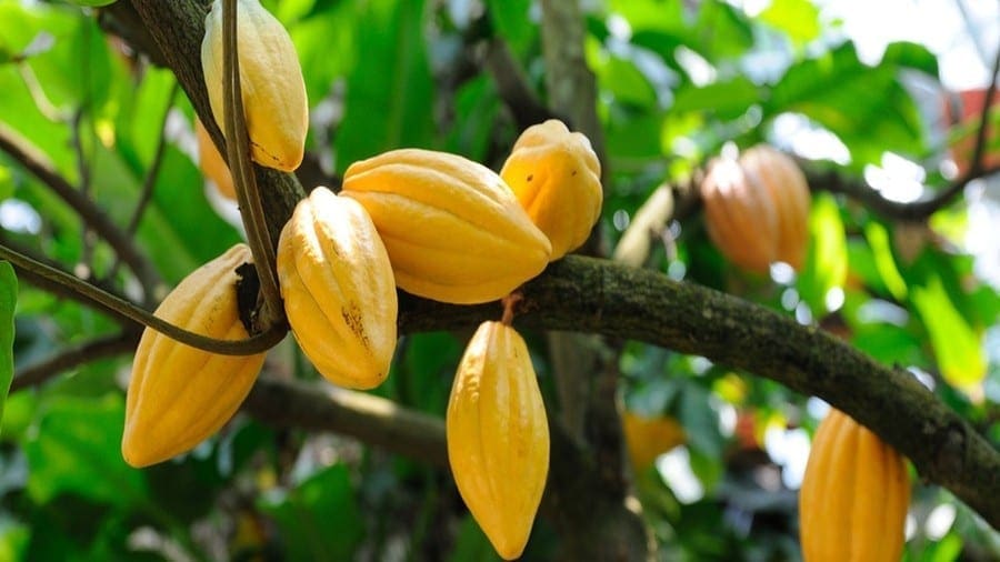 Ferrero makes significant progress towards ending deforestation in cocoa sector