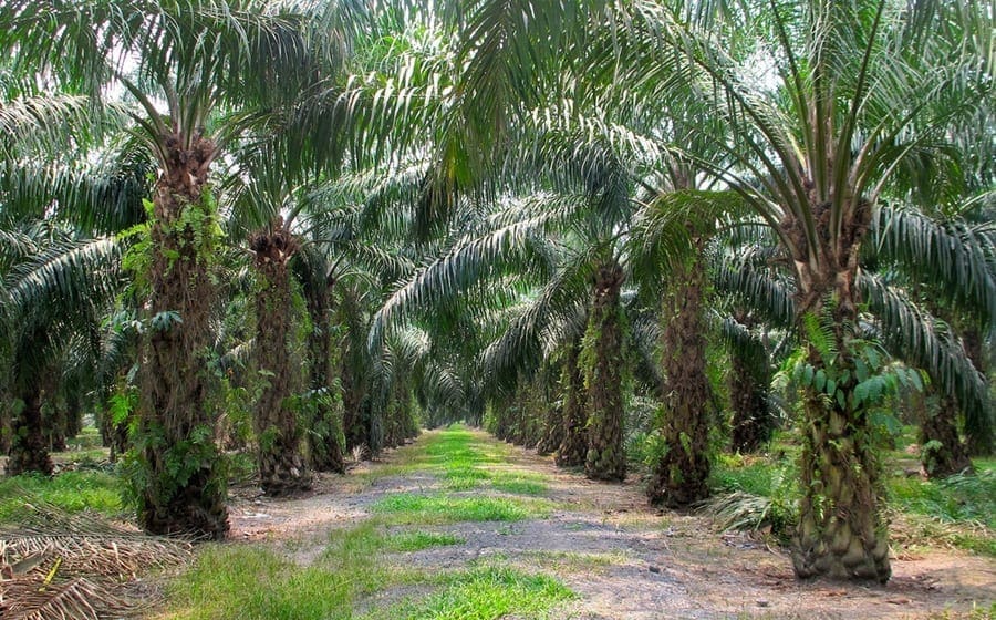 Feronia sells stake in DRC palm oil subsidiary to investment company KKM