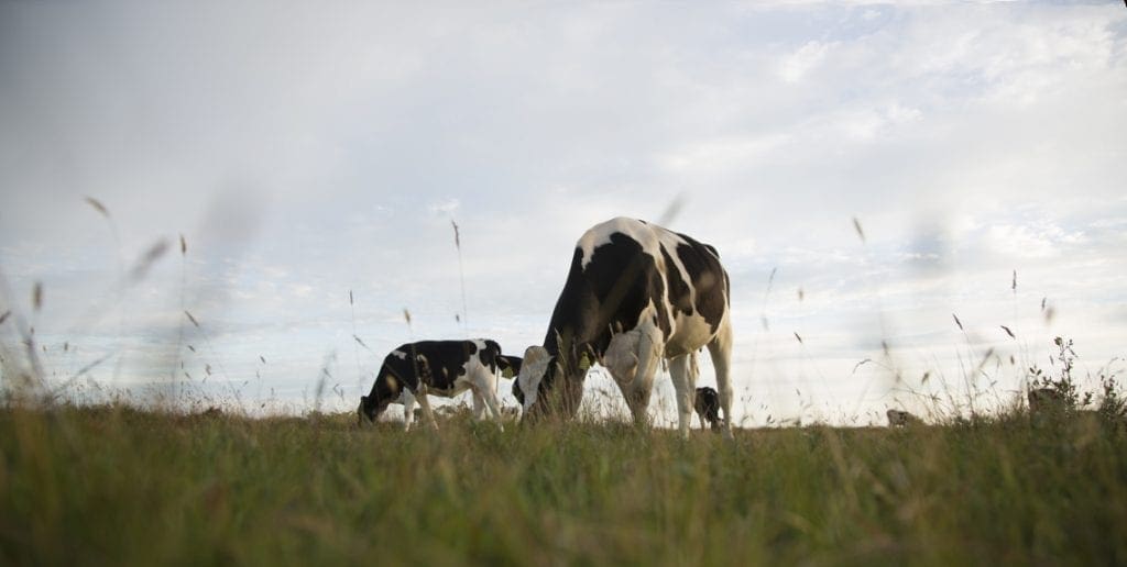 Nestle to develop first carbon neutral dairy farm in South Africa
