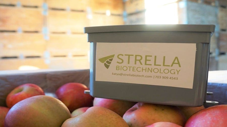 Food supply chain tech startup Strella Biotechnology raises US$3.3m