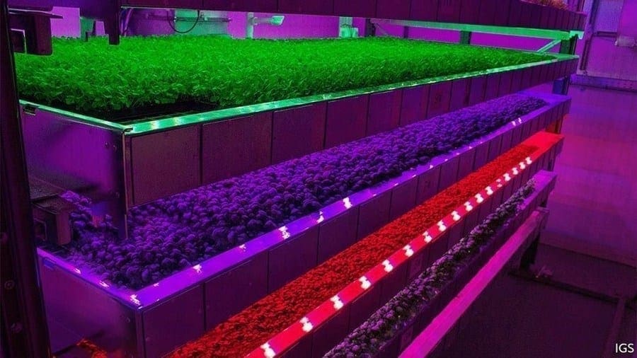 Sustainable agriculture: IDTechEx explores how to succeed in vertical farming