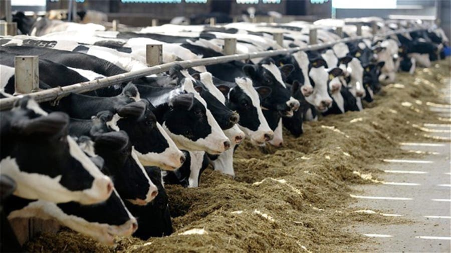 Kenyan government halts establishment of the US$3.4m Livestock Export Zone