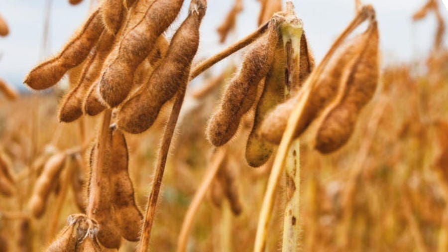 New partnership unveiled to improve sustainable soy production in Brazil
