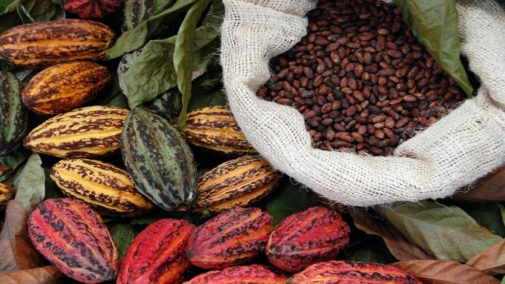 Ghana COCOBOD opens first farmer-owned cocoa fermentation centre