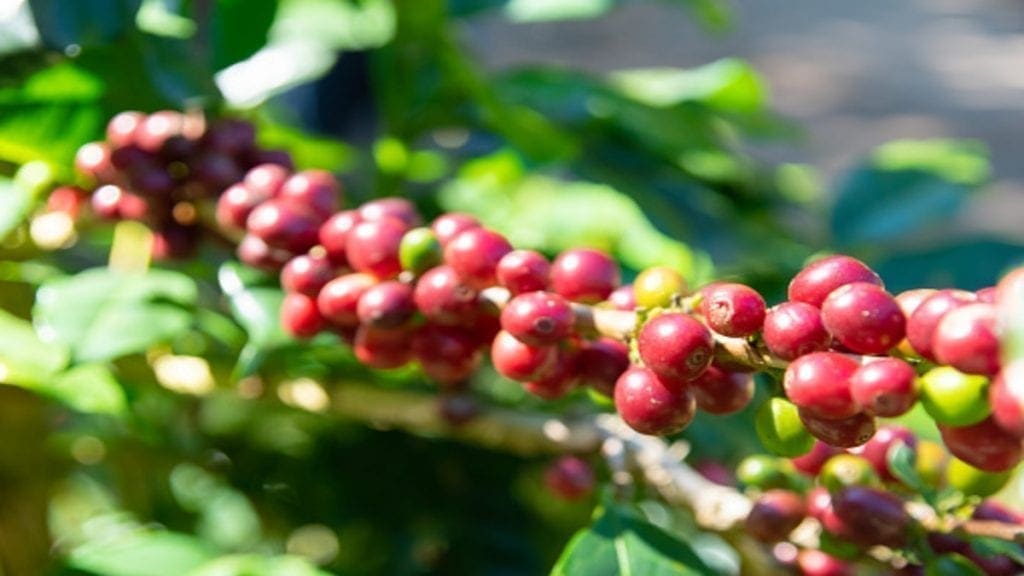 Tanzania Agricultural Development Bank to inject US$17m in coffee sector