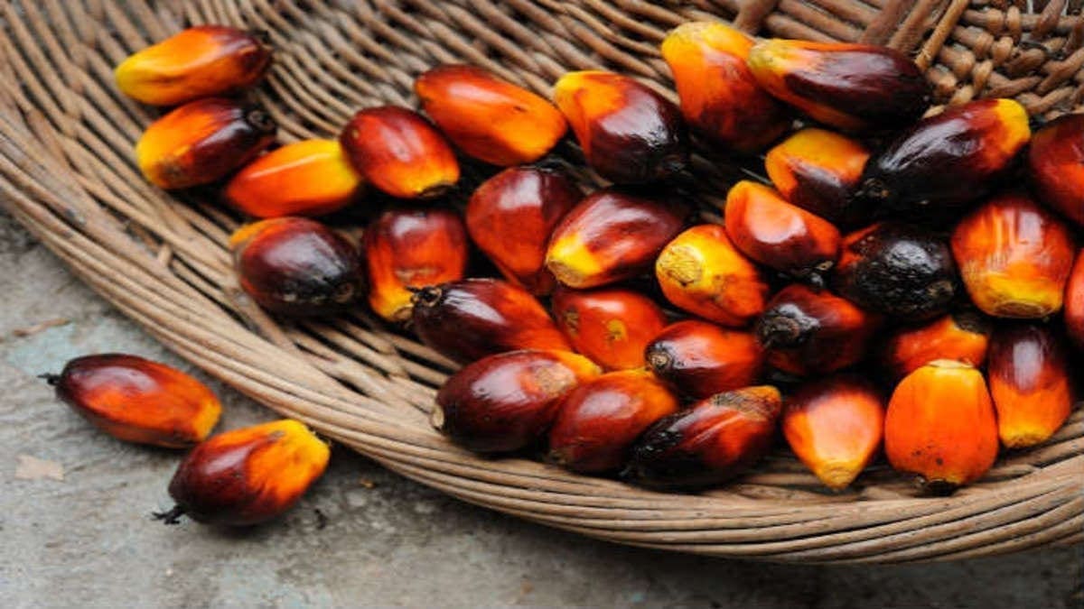 Zambian palm oil processor Zampalm increases local production while regulatory body ZABS supports cashew farmers