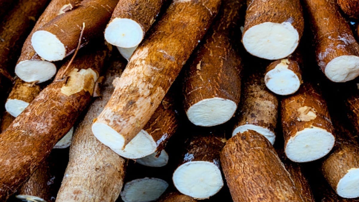 Chinese investor to establish US$10m cassava processing factory to produce ethanol in Ghana