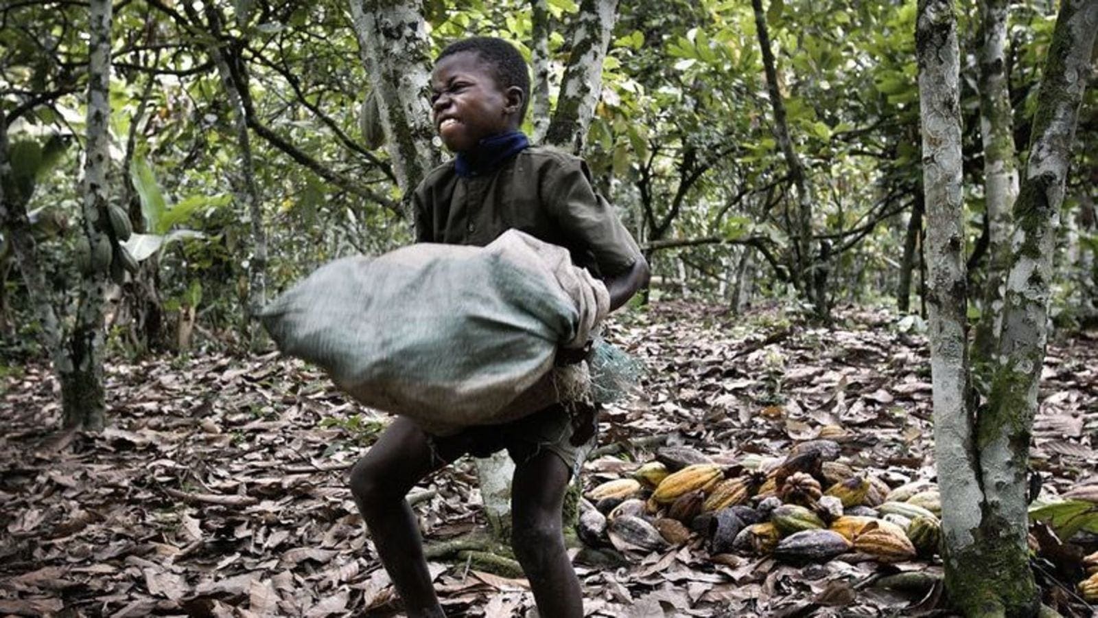 Nigeria’s stakeholders advocate for cocoa preservation amid child-labor awareness 