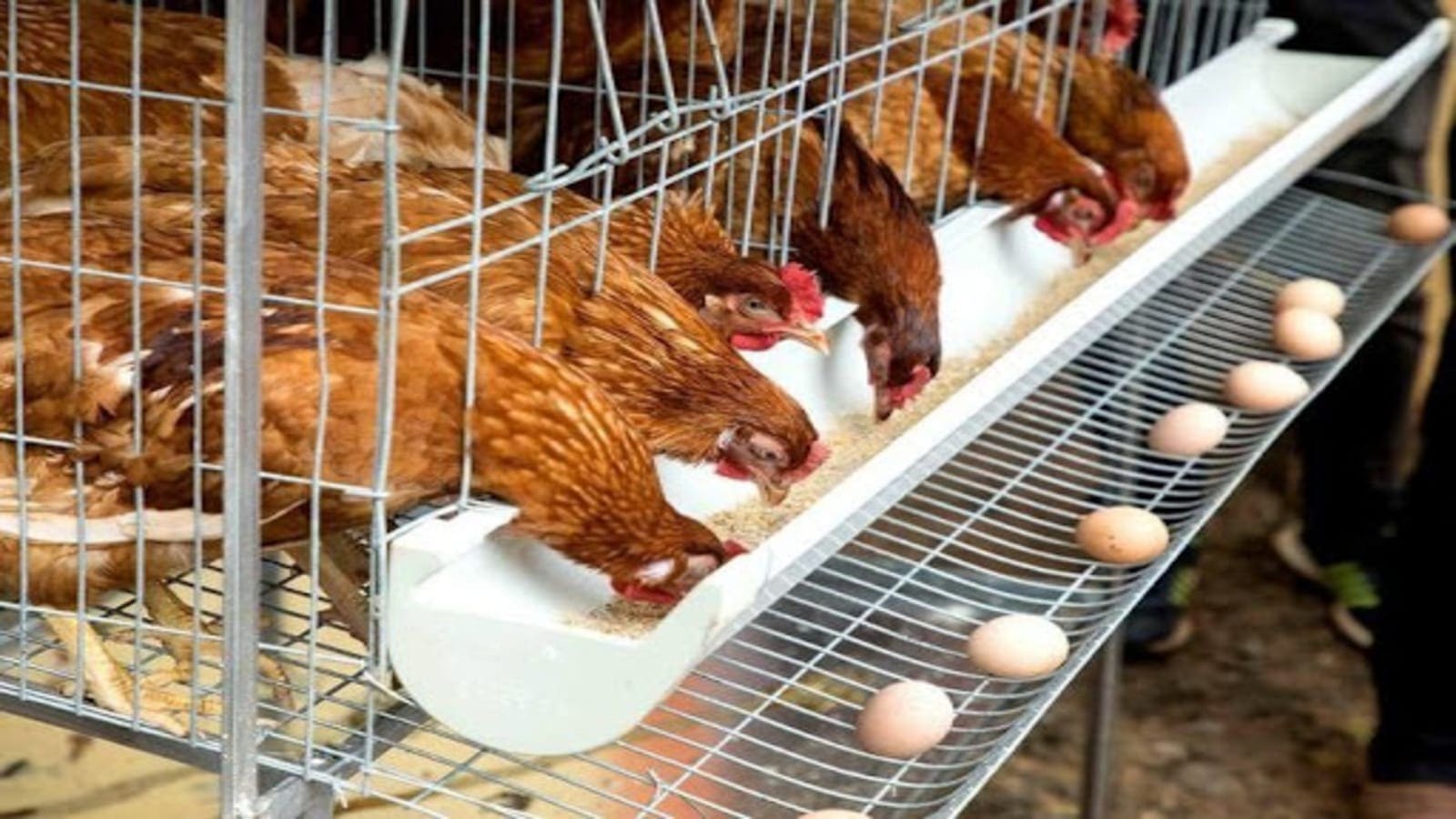 Angolan poultry farm seeks US$80m to double egg production capacity to 2 million eggs/day
