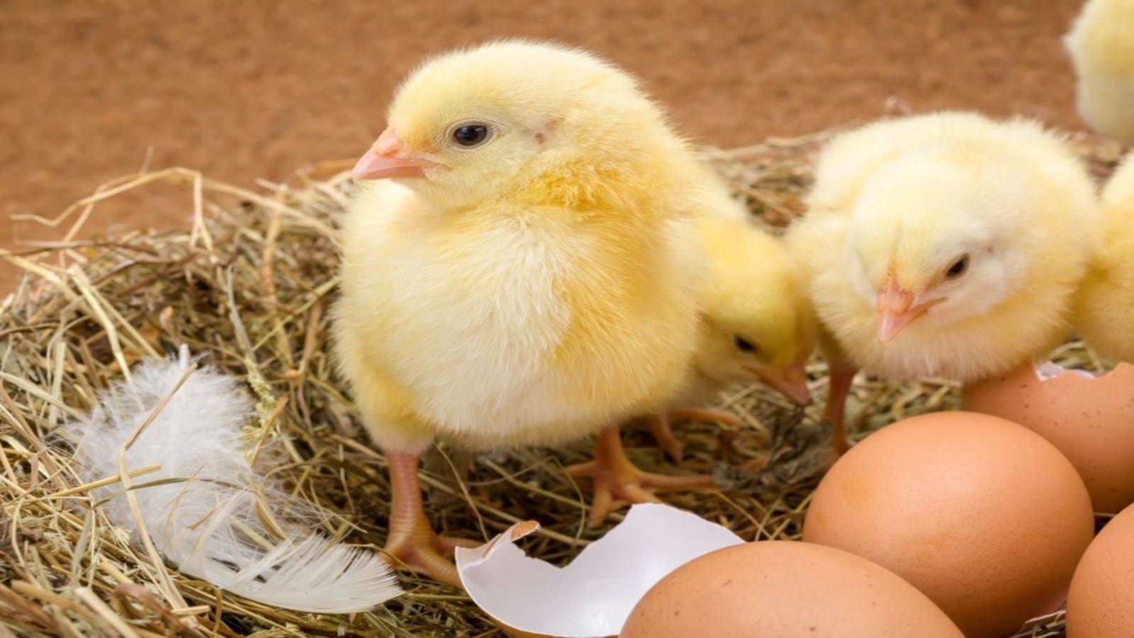 Zimbabwean government suspends import duty on fertilized eggs to boost production
