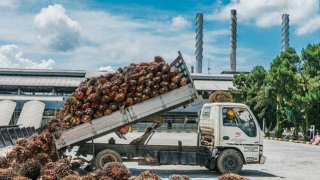 U.S. bans importation of palm oil from Malaysia’s FGV Holdings on alleged use of forced labour