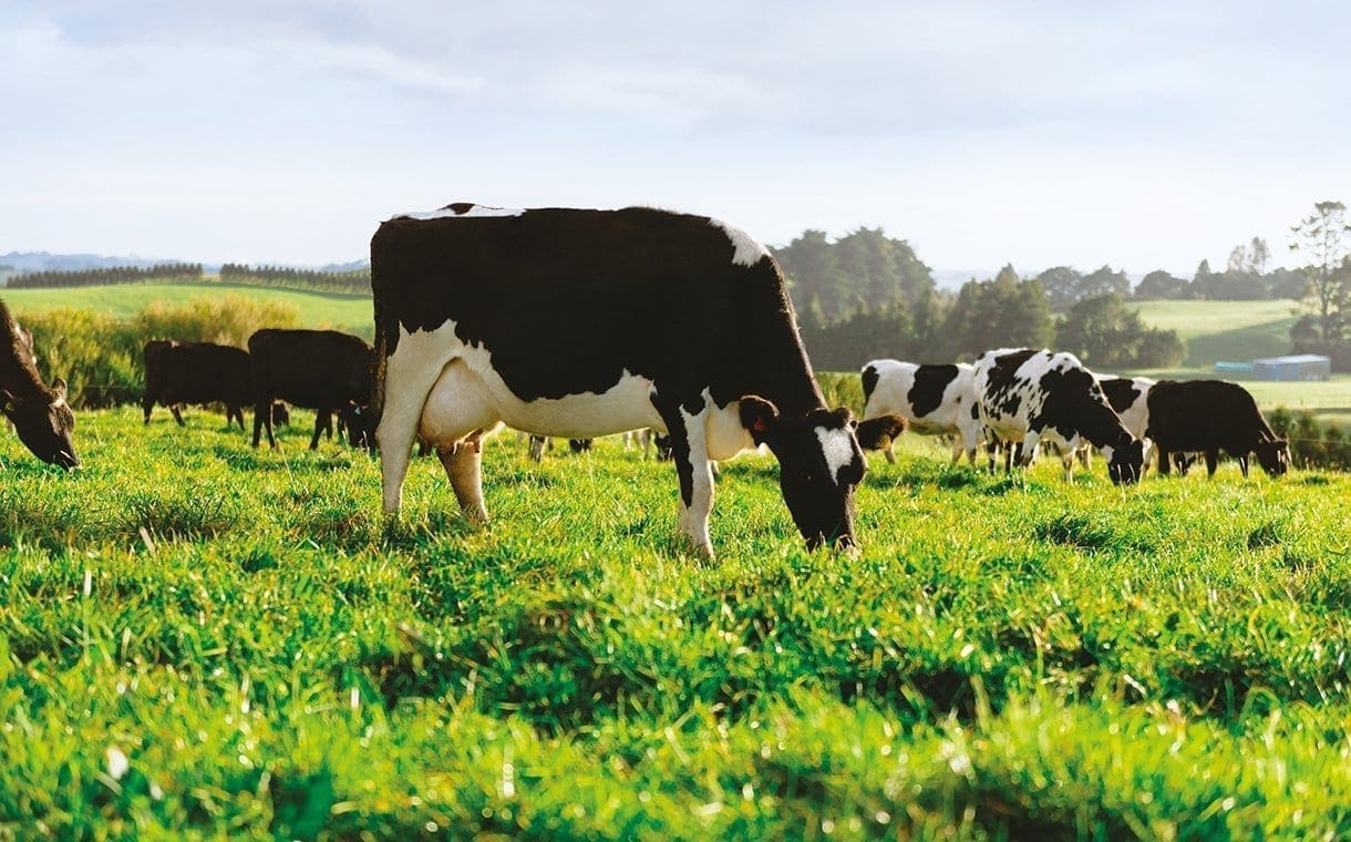 Fonterra set to sell its farms in China to local companies for US$369m to reduce debt