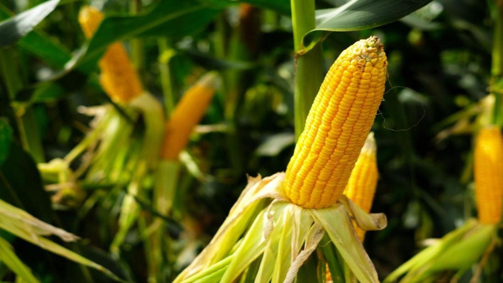 Zambia to register 25% decline in maize production in 2022/2023, still remain food secure