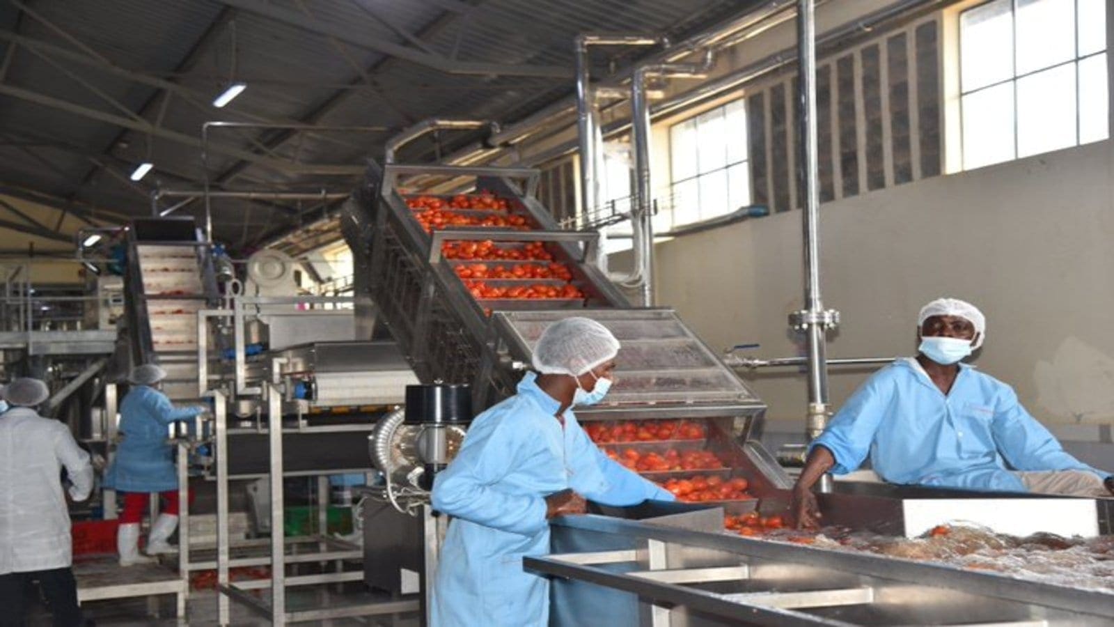 Kenyan county Makueni commences tomato pulping at fruit processing plant