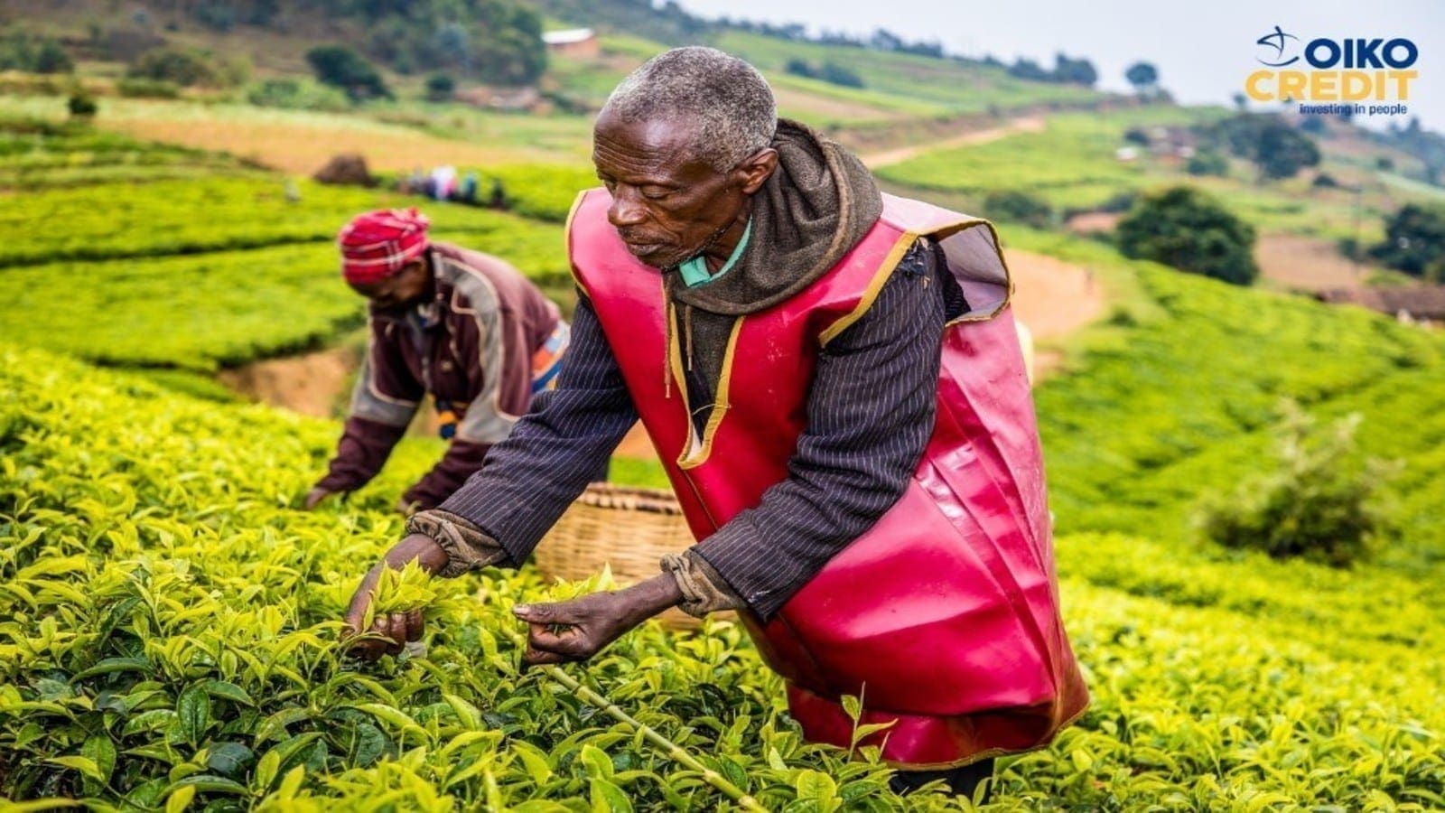 Social investor Oikocredit funds Rwandan tea factories to produce 2M tea-seedlings