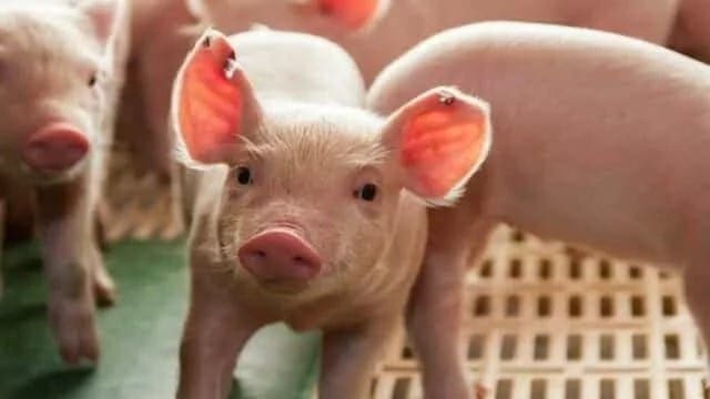 FAO, OIE kickstart initiative to combat spread of African swine fever