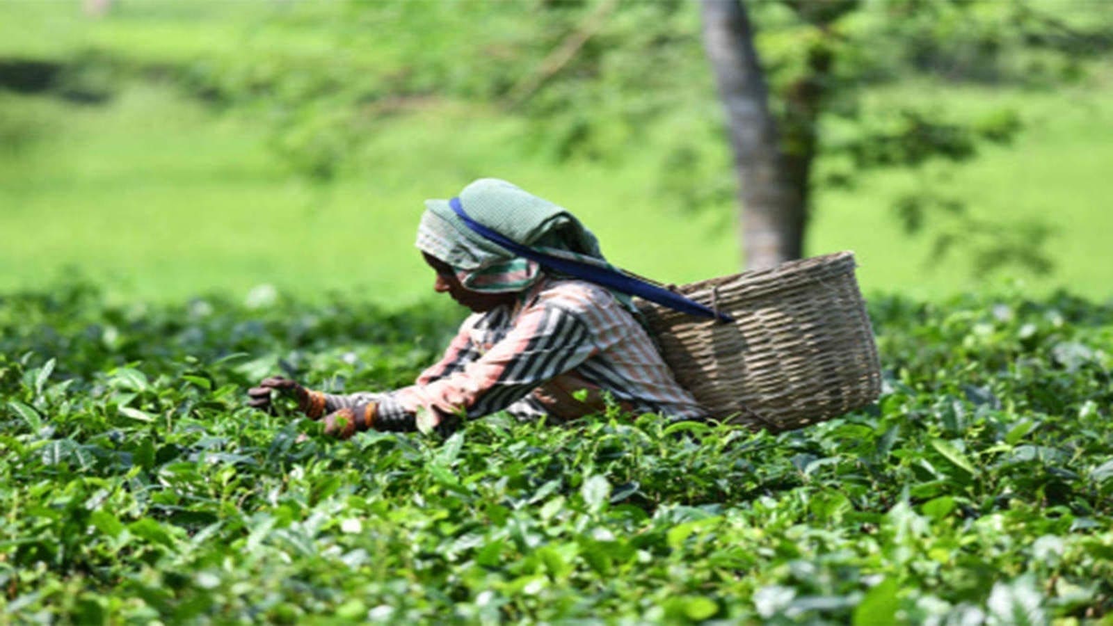Kenyan tea workers to get 13% wage increment within two years in new deal with KTDA 