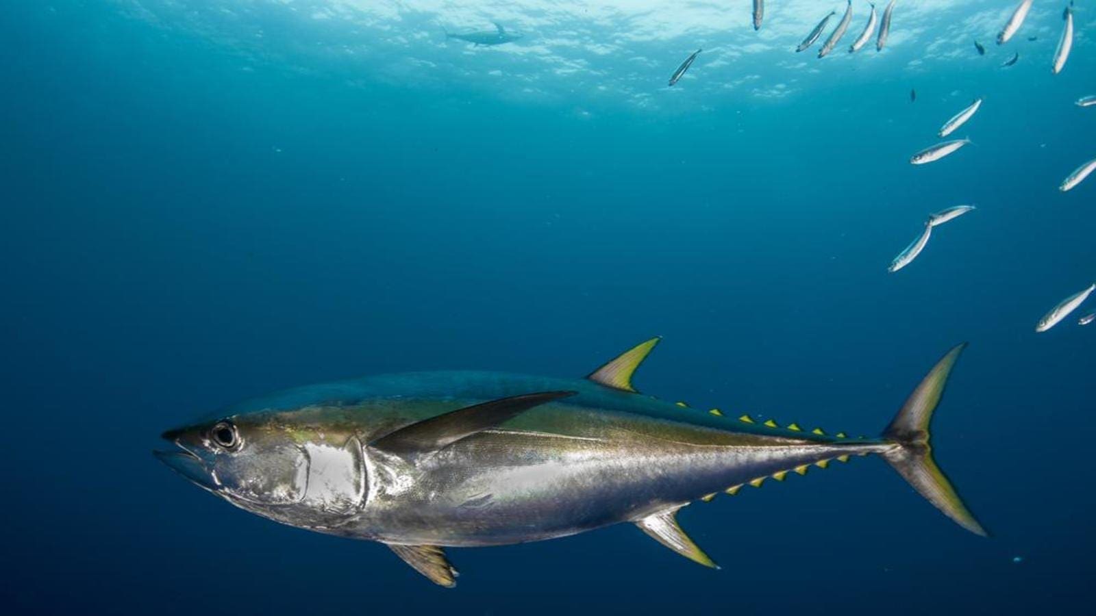 Tesco to stop buying IOTC yellowfish tuna due to failures to manage overfishing
