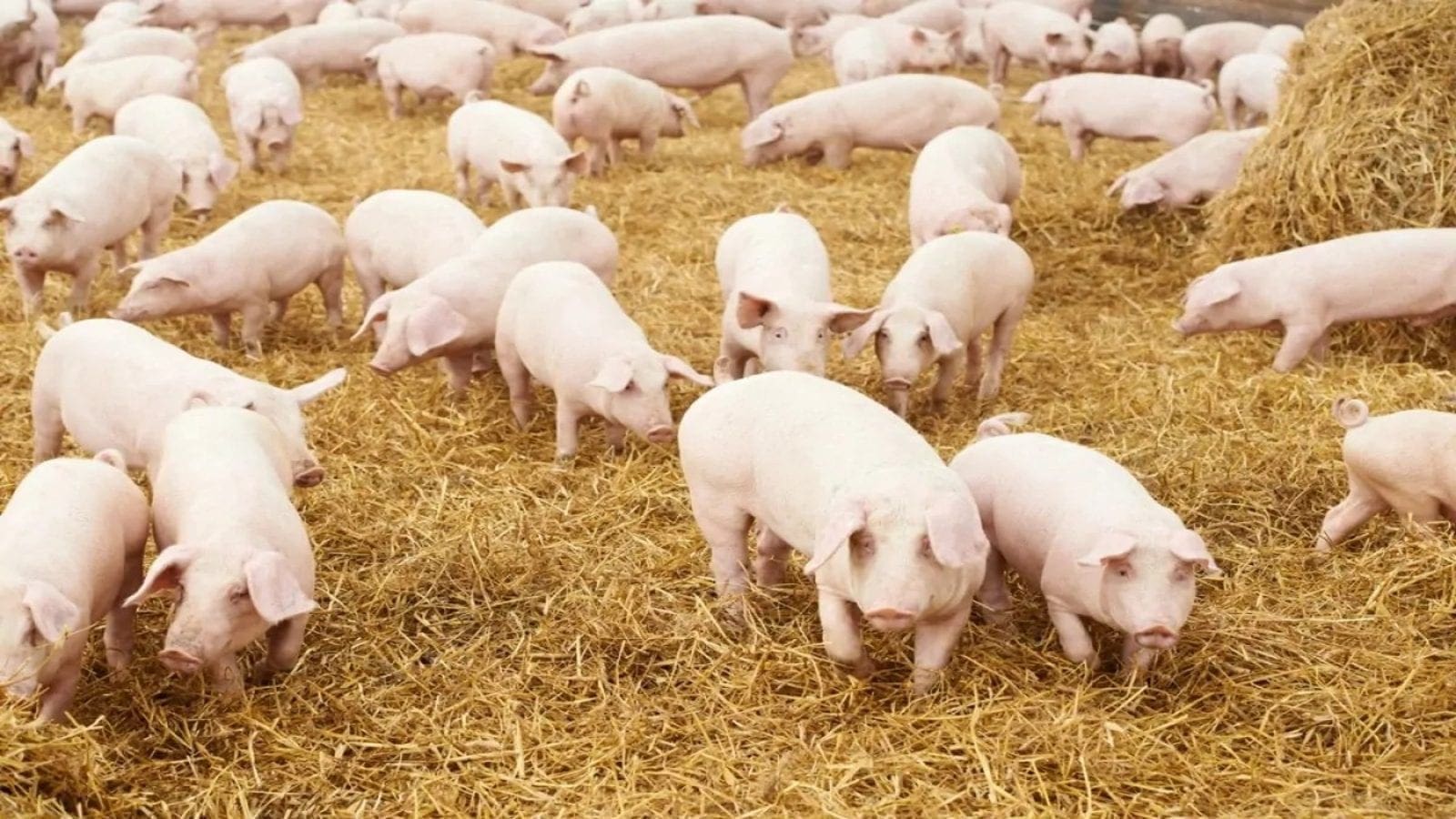 Smithfield Foods shuts down sow farms amid declining profits