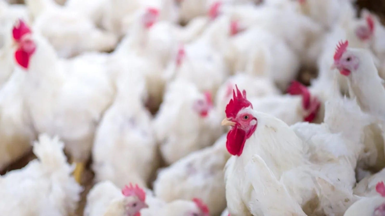 UK scientists utilize gene-editing to combat bird flu in chickens