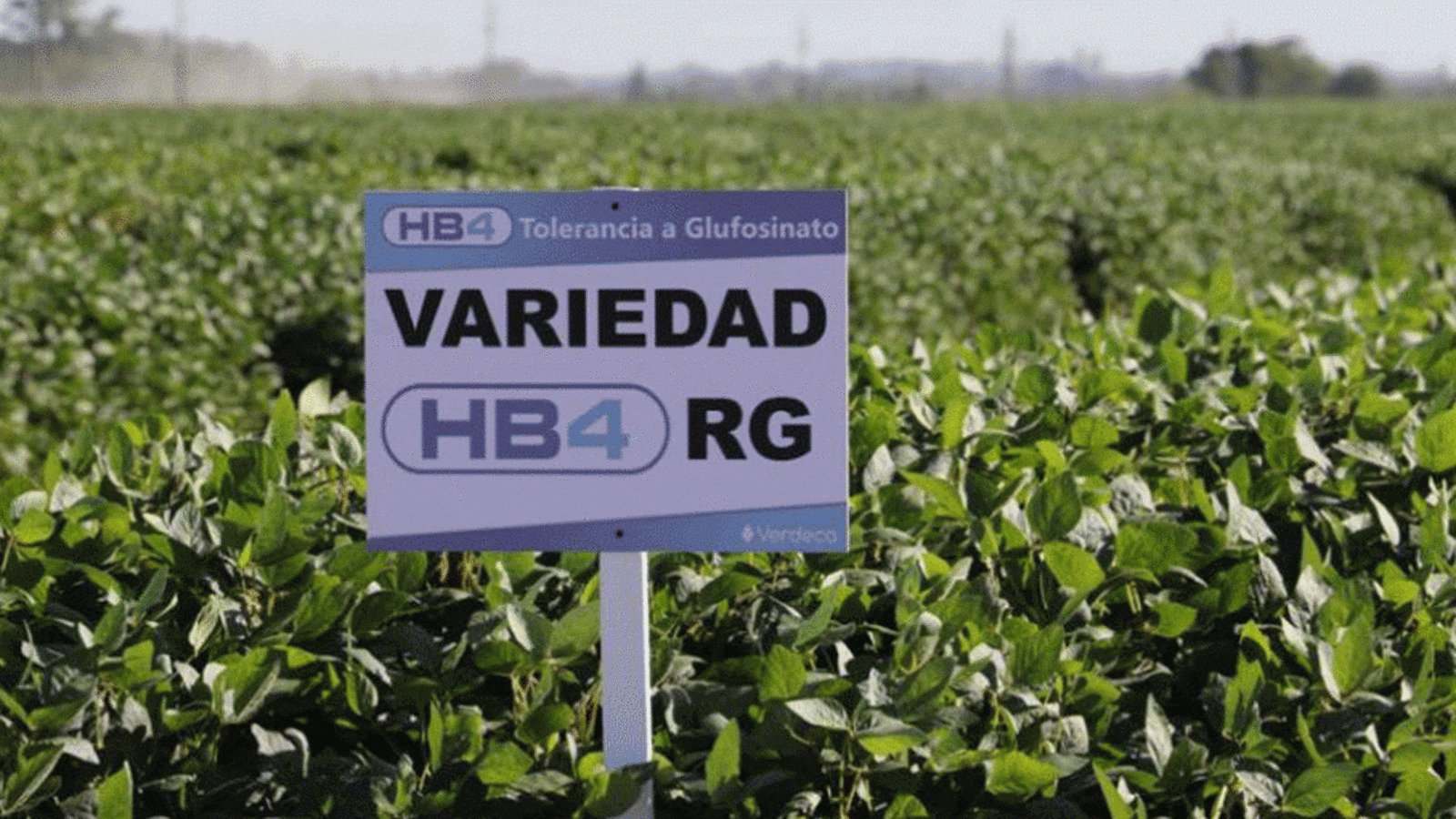 Bioceres Crop Solutions achieves full ownership of soybean biotech firm Verdeca