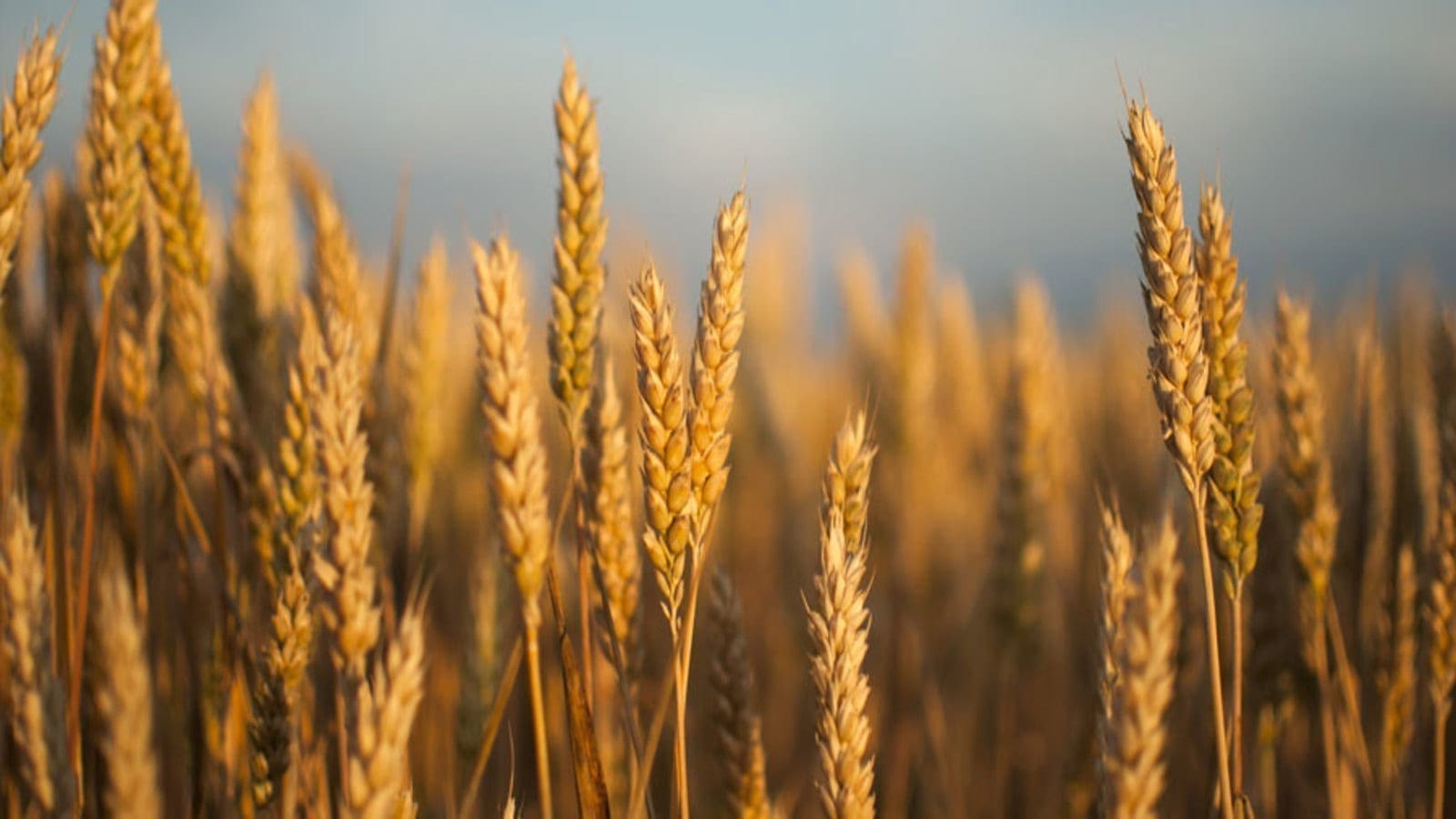 Canada wheat exports plummet 4% in TY 2019/20 despite increase in quality