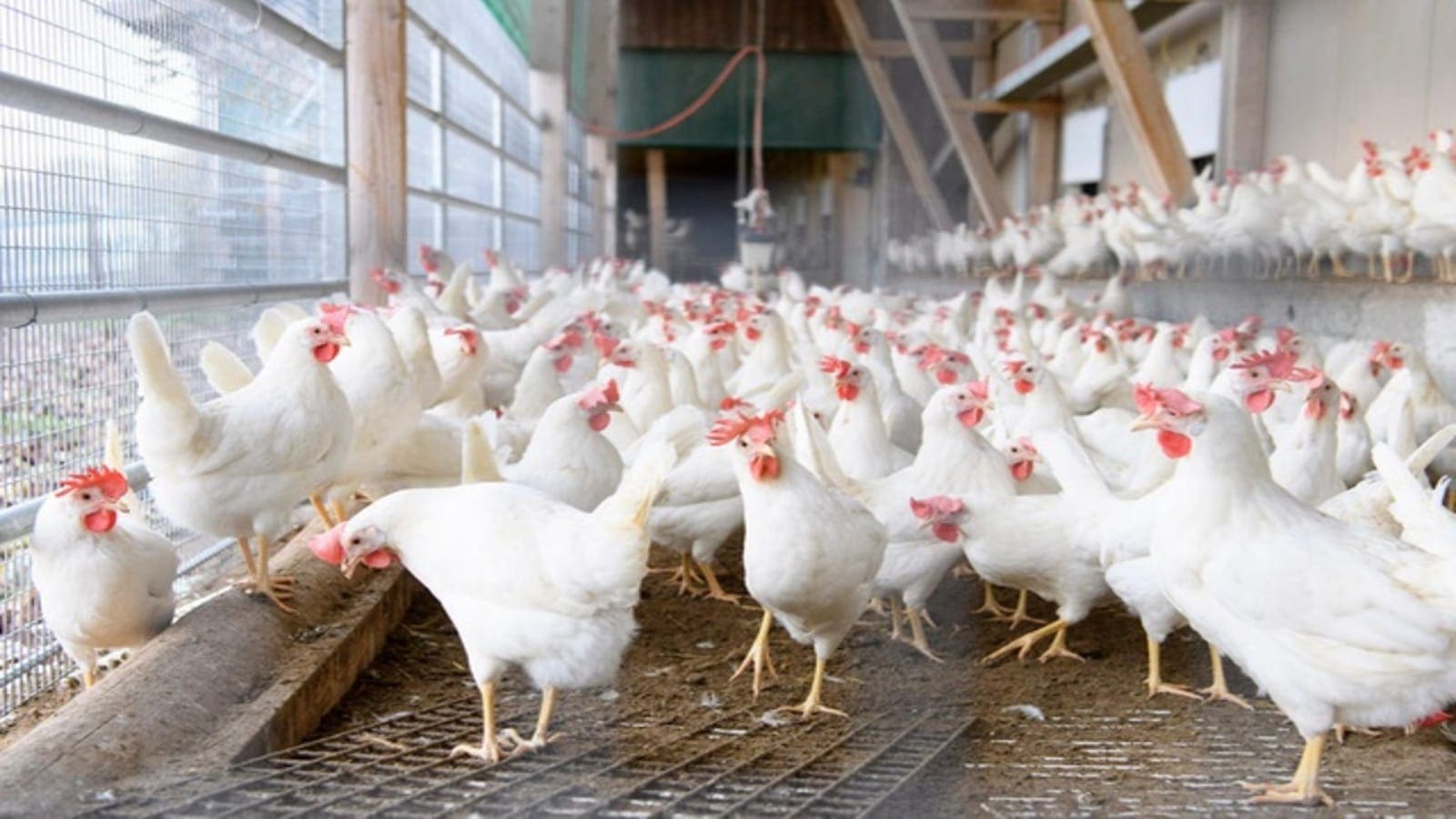 Europe poultry exports plummet as region experiences one of the largest Avian Influenza epidemics ever