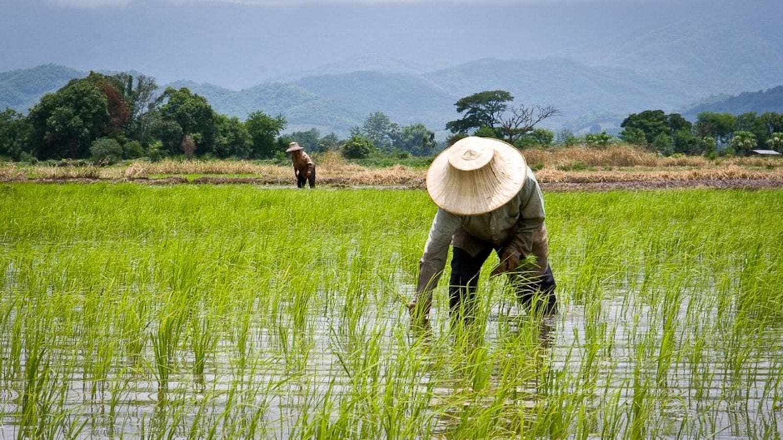 Thai rice prices are under downward pressure as supplies of MY2020/21 main-crop rice flood the market