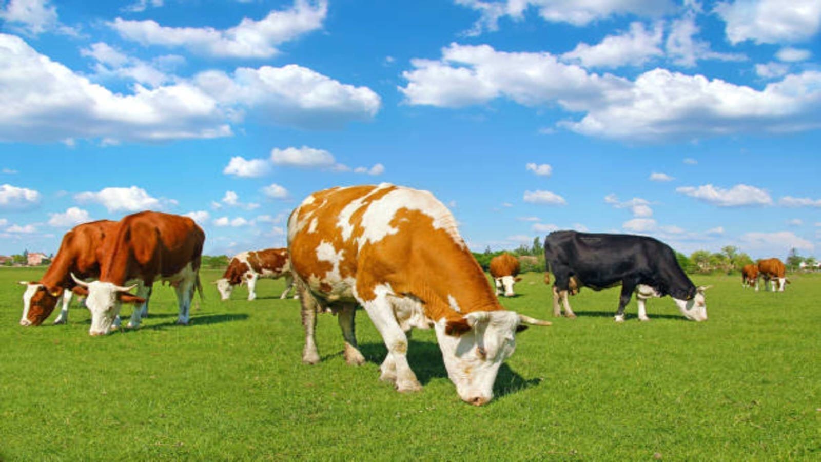 Valio, VTT partnership explores ways to reduce methane in dairy production