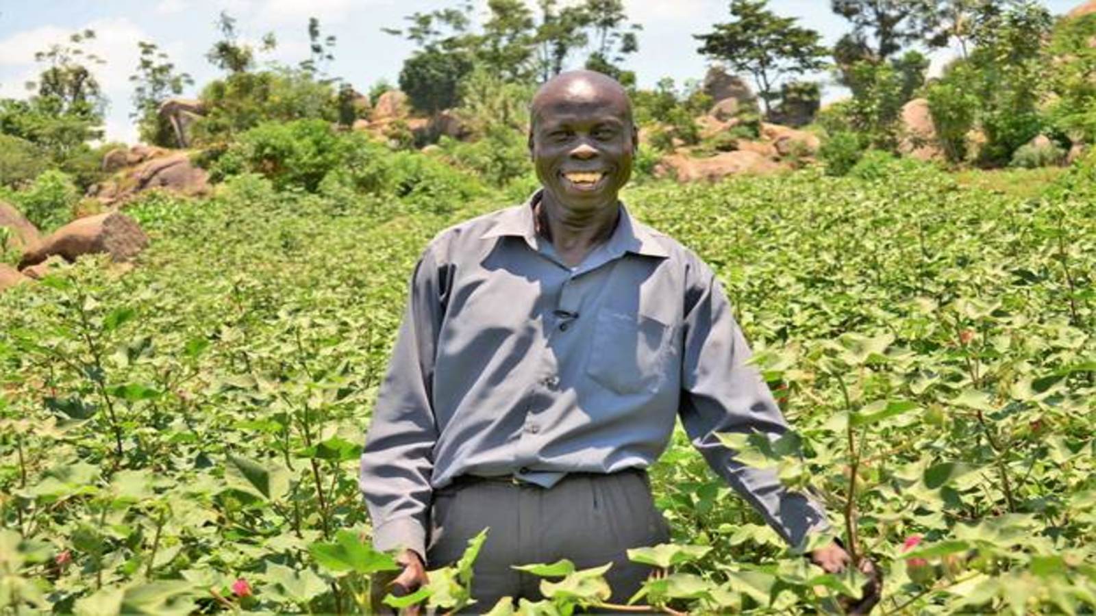 More African farmers embrace biotech crops doubling number of planting countries in 2019 – ISAAA