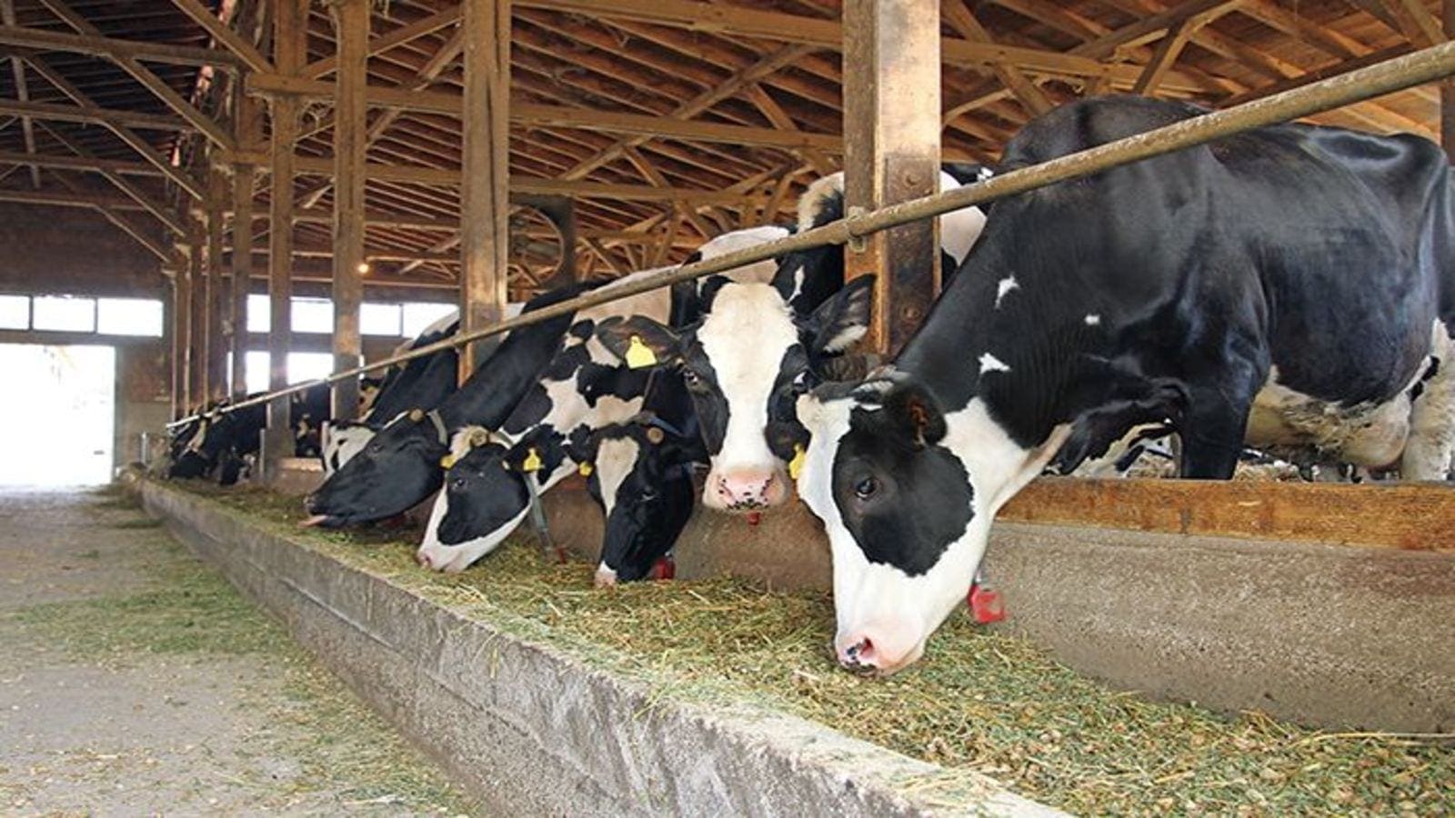 Elgeyo Marakwet distributes heifers to boost milk production