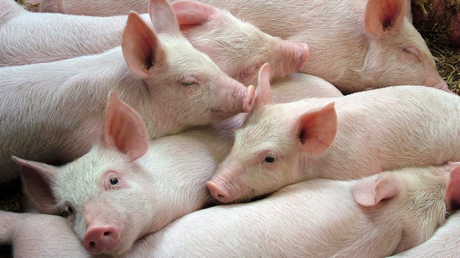 Kenyan slaughter houses on spot for offering low quality pork resulting from poor livestock handling