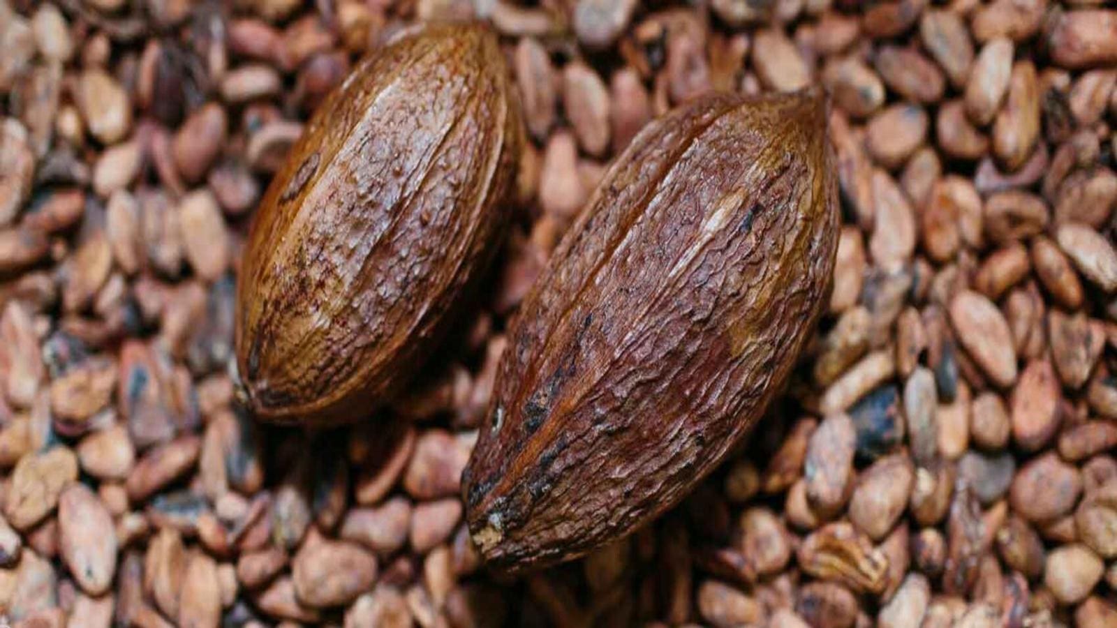 Cargill partners AeroFarms to develop climate resilient cocoa varieties
