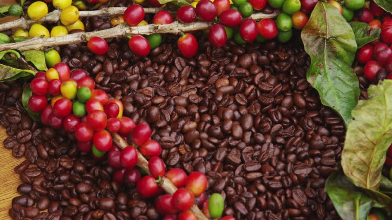 Thumbnail for Côte d’Ivoire ratifies agreement to enhance coffee sector collaboration