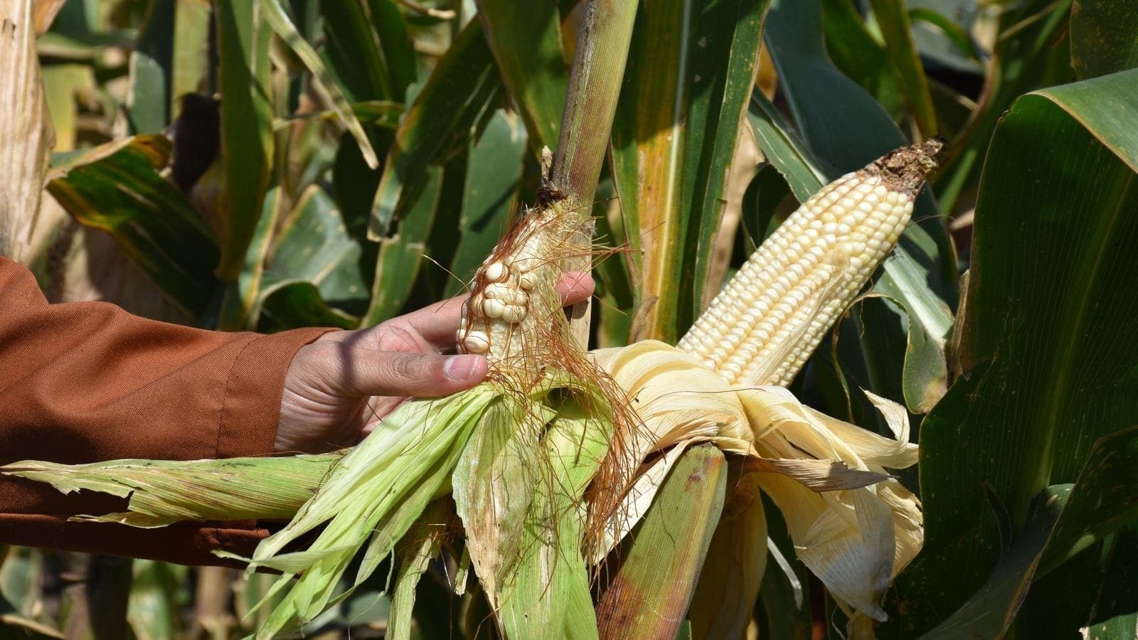 Africa to combat maize lethal necrosis with adoption of resistant seed varieties