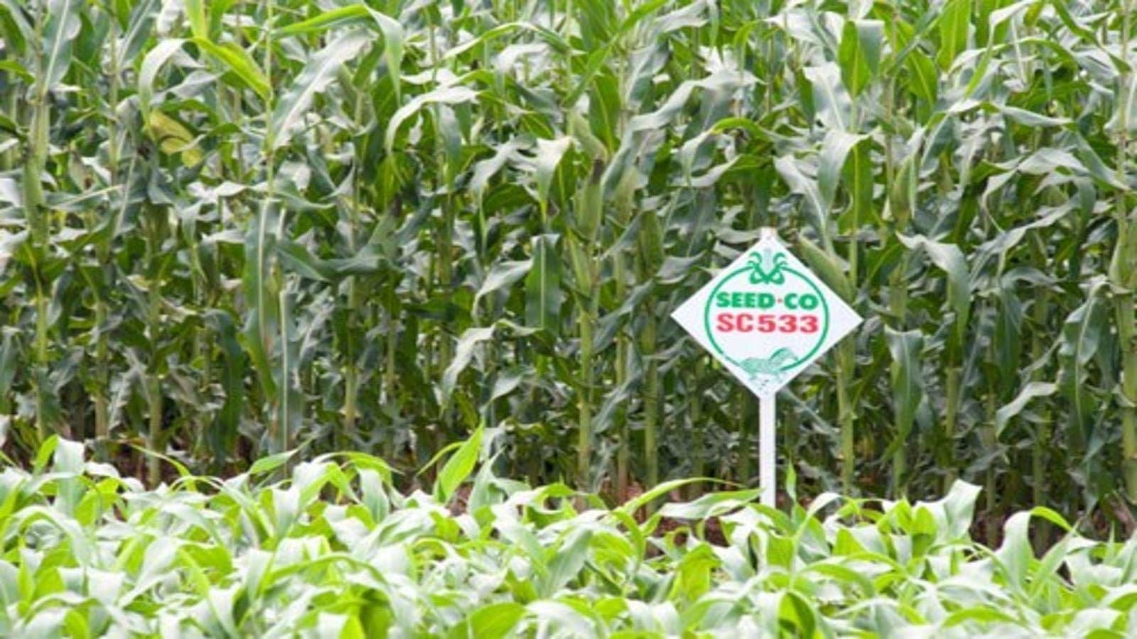 Seed Co International Limited shareholders give nod to acquisition of Zimbabwean unit