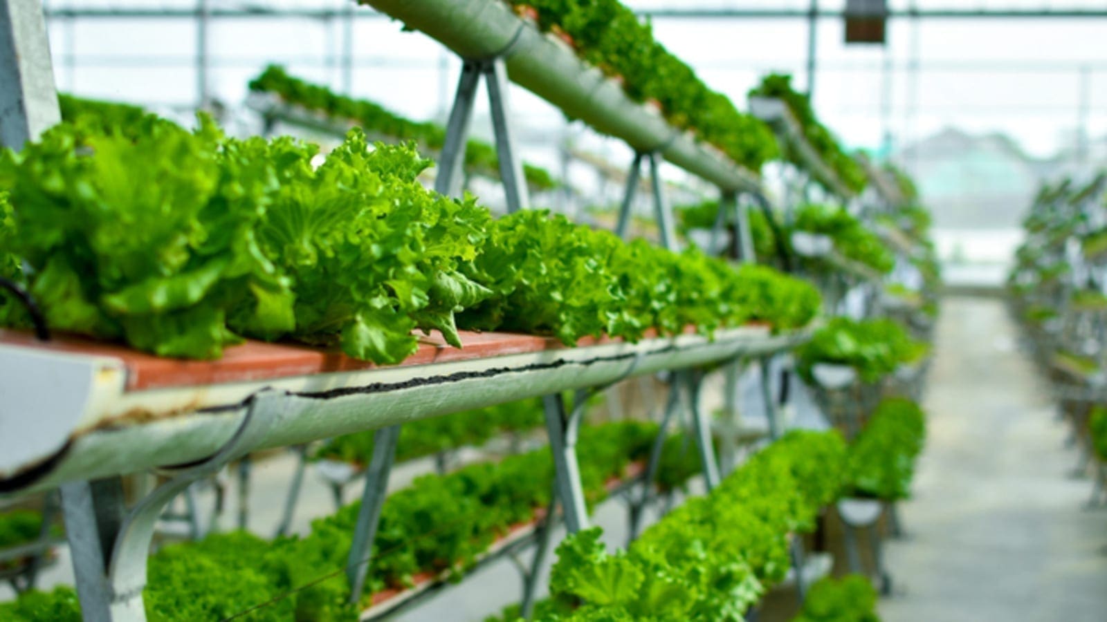Vertical Future partners GreenBridge to accelerate the deployment of vertical farms across the Middle East