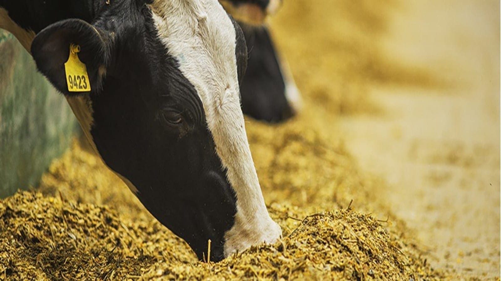 Thumbnail for Rising appetite for meat to push animal feed enzymes market beyond US$1.88B mark by 2026