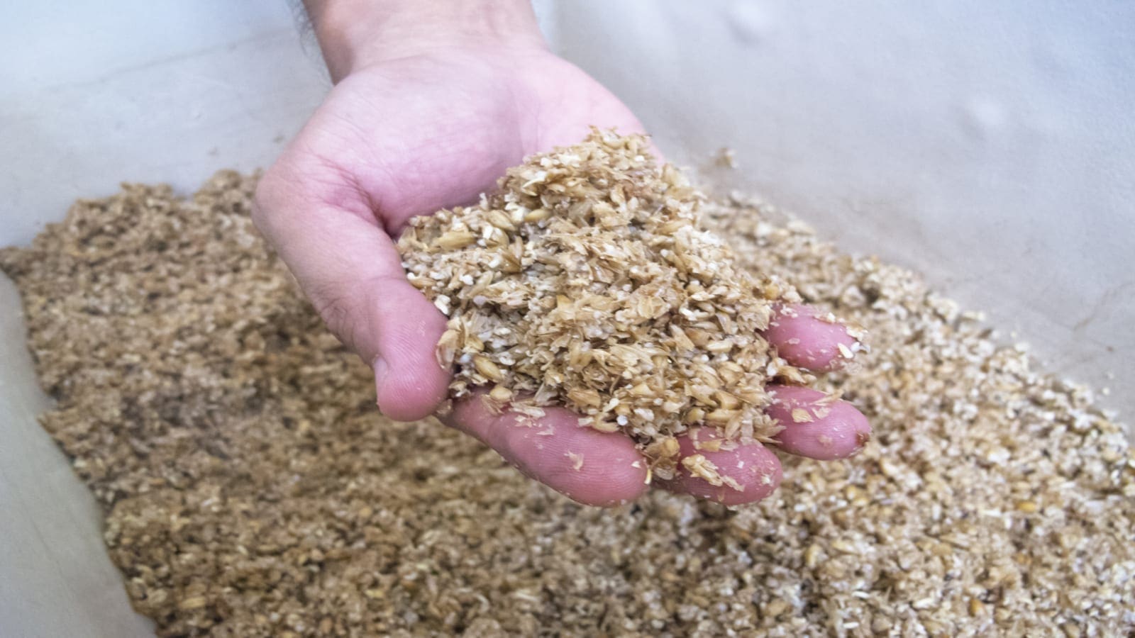 Newly launched startup EverGrain to convert AB InBev’s barley waste into plant-based protein